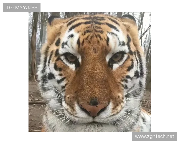 小罗退役后还在夜店蹦迪，豪宅里养了三只老虎当宠物？